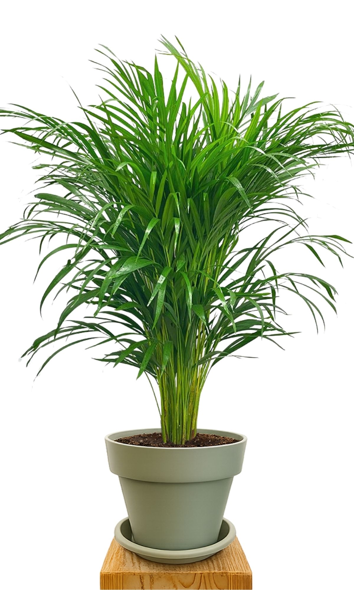 Plant kit 30 Green
